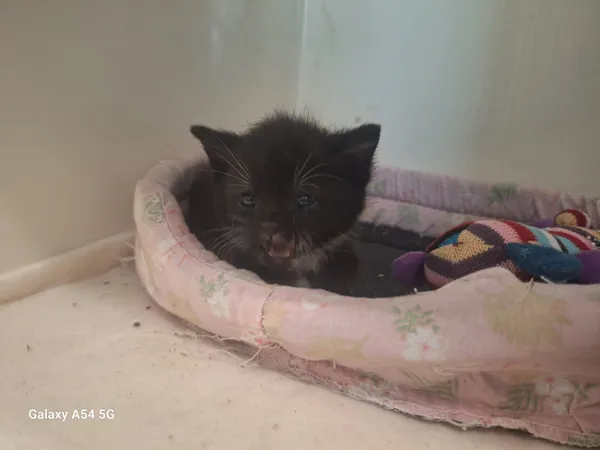 Kot do adopcji, Orzechowce, 5 czerwca 2025 (3/4)