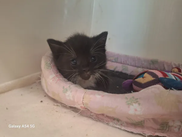 Kot do adopcji, Orzechowce, 5 czerwca 2025 (4/4)