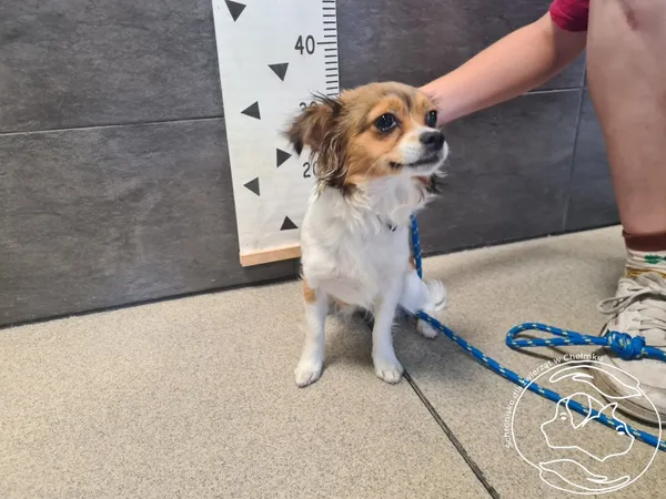 Znaleziono psa, Chełmek, 4 czerwca 2025