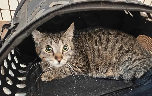 Znaleziono kota, Olsztyn, 4 czerwca 2025