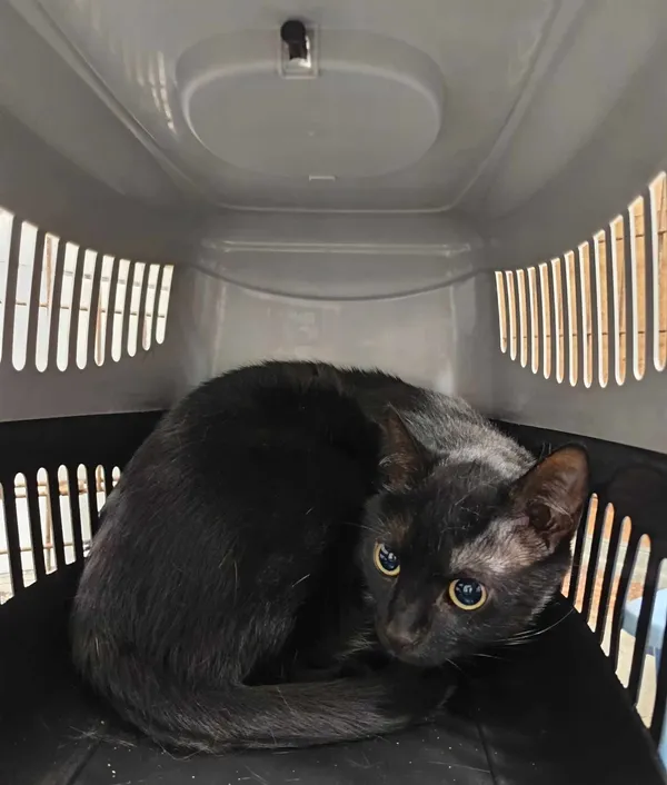 Znaleziono kota, Olsztyn, 4 czerwca 2025