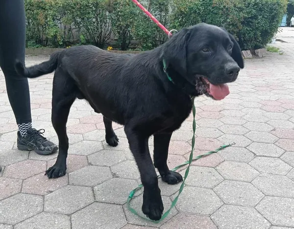 Znaleziono psa, Toruń, 4 czerwca 2025