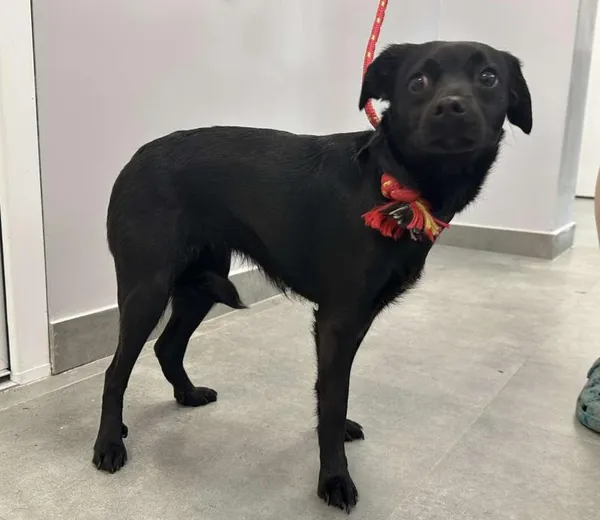 Znaleziono psa, Toruń, 4 czerwca 2025