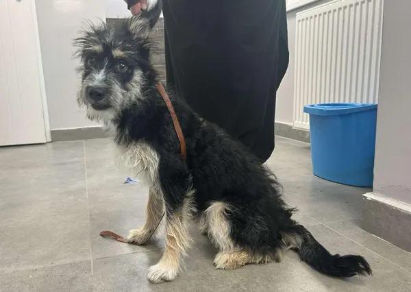 Znaleziono psa, Toruń, 3 czerwca 2025