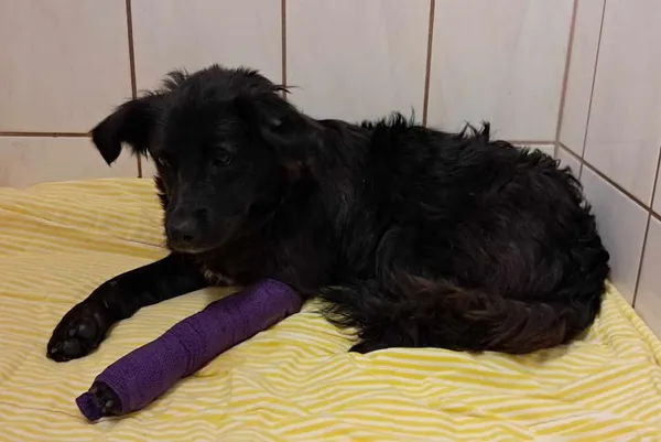 Znaleziono psa, Toruń, 3 czerwca 2025