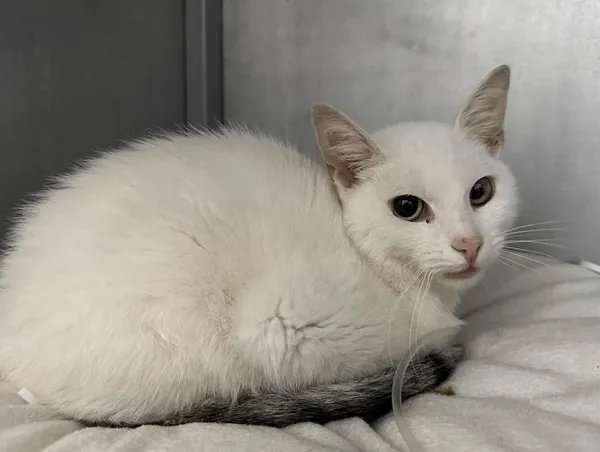 Znaleziono kota, Toruń, 3 czerwca 2025