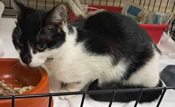 Znaleziono kota, Toruń, 2 czerwca 2025