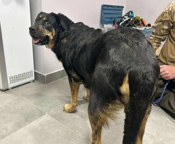 Znaleziono psa, Toruń, 2 czerwca 2025