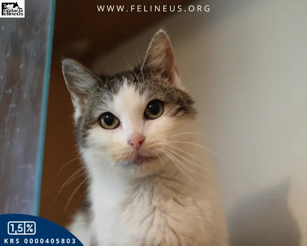 Kot do adopcji, Rzeszów, 5 czerwca 2025 (1/6)