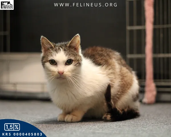 Kot do adopcji, Rzeszów, 5 czerwca 2025 (3/6)