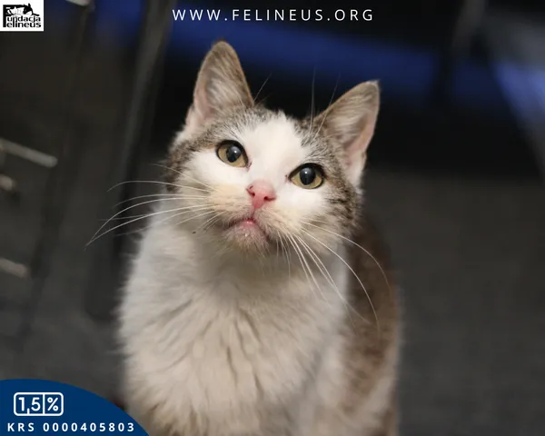 Kot do adopcji, Rzeszów, 5 czerwca 2025 (4/6)