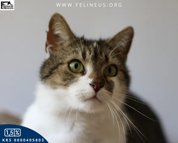 Kot do adopcji, Rzeszów, 18 czerwca 2025 (1/4)