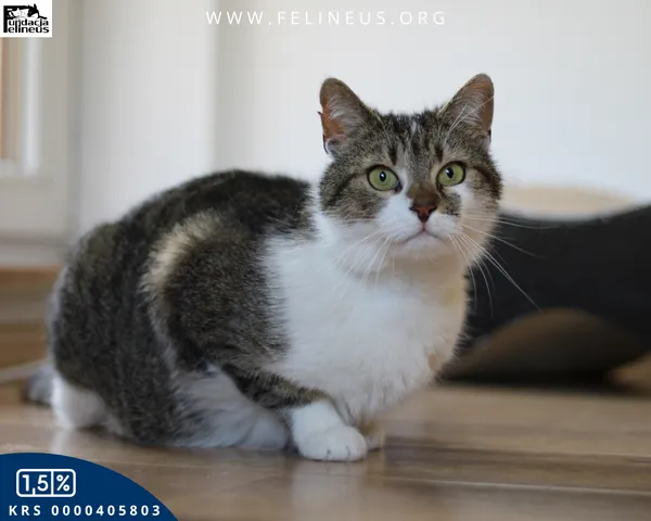 Kot do adopcji, Rzeszów, 18 czerwca 2025 (2/4)