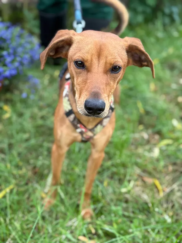 Pies do adopcji, Jelenia Góra, 20 maja 2025 (3/5)