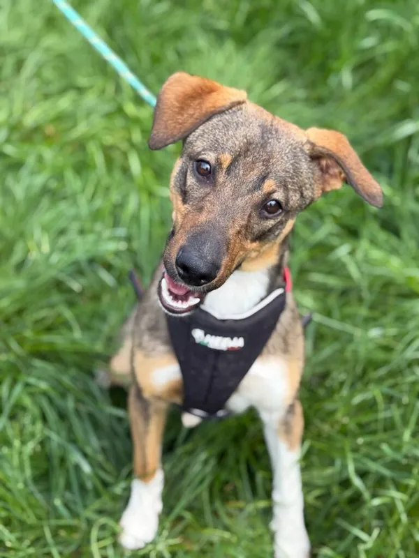 Pies do adopcji, Jelenia Góra, 28 maja 2025 (1/3)