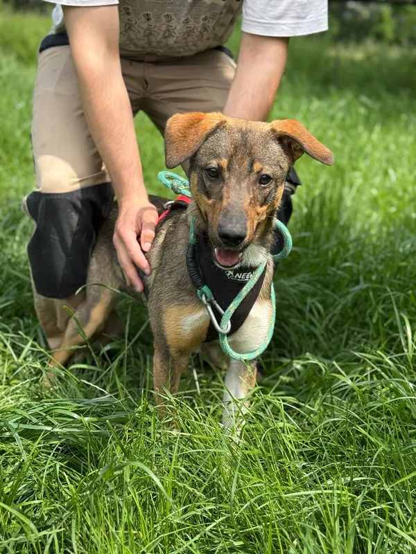 Pies do adopcji, Jelenia Góra, 28 maja 2025 (3/3)