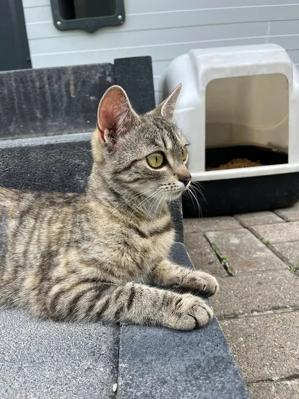 Kot do adopcji, Tychy, 19 maja 2025