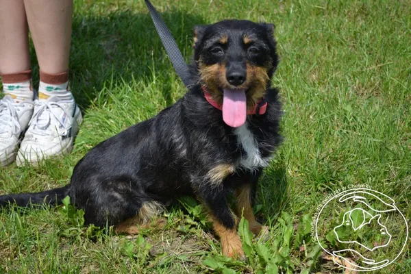 Pies do adopcji, Chełmek, 16 maja 2025