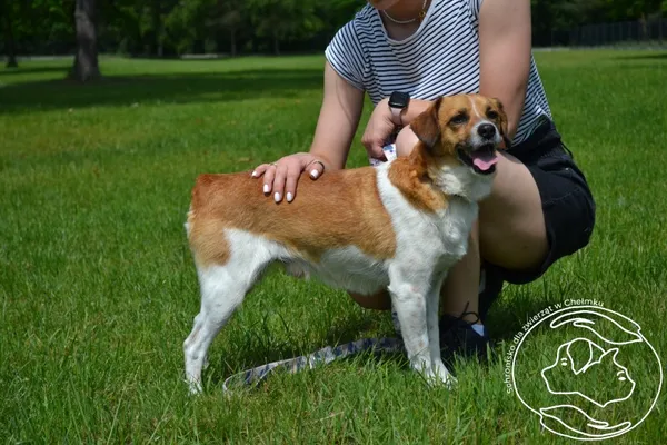 Pies do adopcji, Chełmek, 15 maja 2025