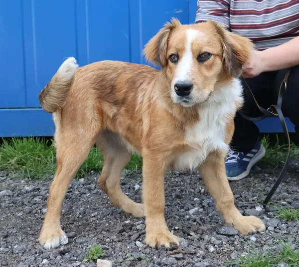 Znaleziono psa, Łódź, 5 czerwca 2025 (2/3)