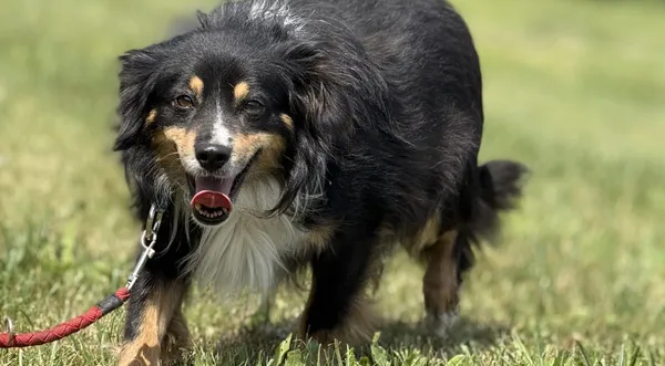 Pies do adopcji, Pieczyska, 5 czerwca 2025 (1/5)