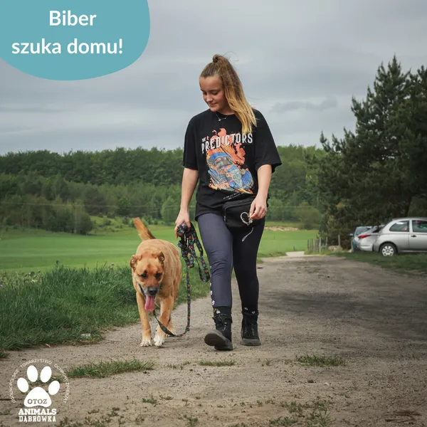 Pies do adopcji, Dąbrówka, 5 czerwca 2025 (2/5)