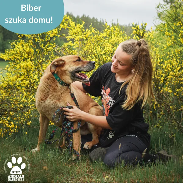 Pies do adopcji, Dąbrówka, 5 czerwca 2025 (3/5)