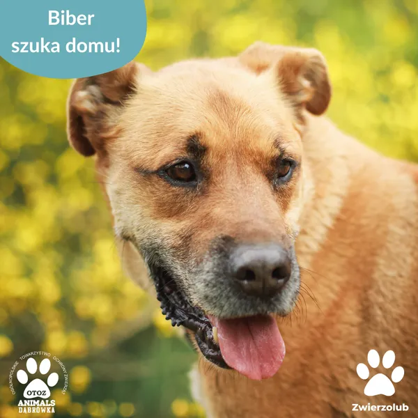 Pies do adopcji, Dąbrówka, 5 czerwca 2025 (5/5)