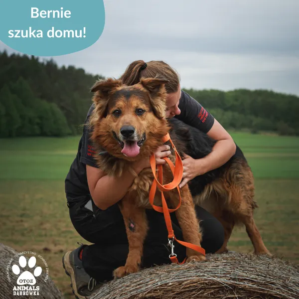 Pies do adopcji, Dąbrówka, 5 czerwca 2025 (3/5)