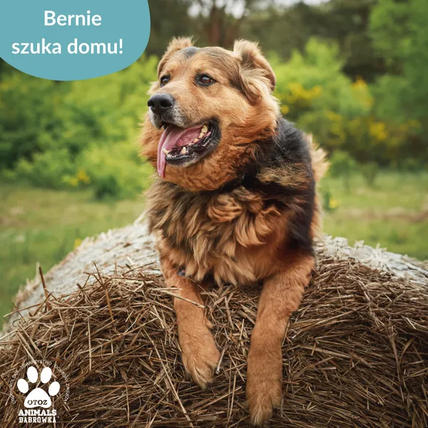 Pies do adopcji, Dąbrówka, 5 czerwca 2025 (4/5)