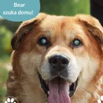 Pies do adopcji