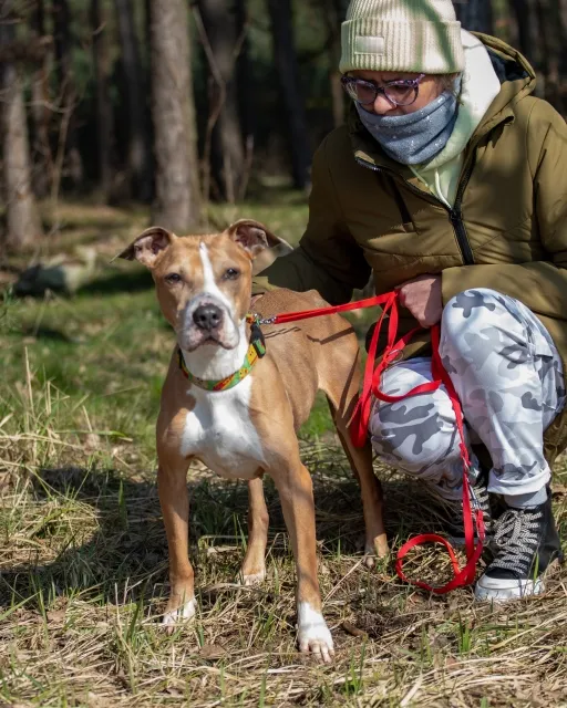 Pies do adopcji, Piła, 2 grudnia 2023 (2/2)