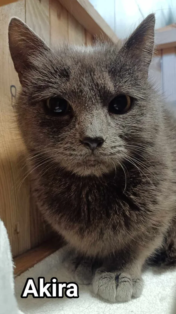 Kot do adopcji, Sopot, 5 czerwca 2025 (2/2)