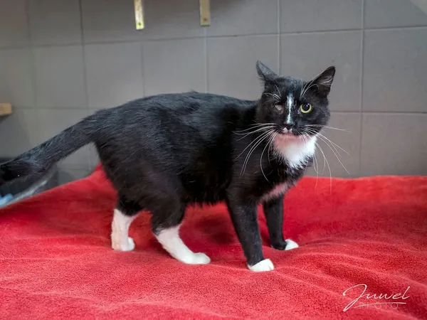 Kot do adopcji, Sopot, 5 czerwca 2025 (1/5)