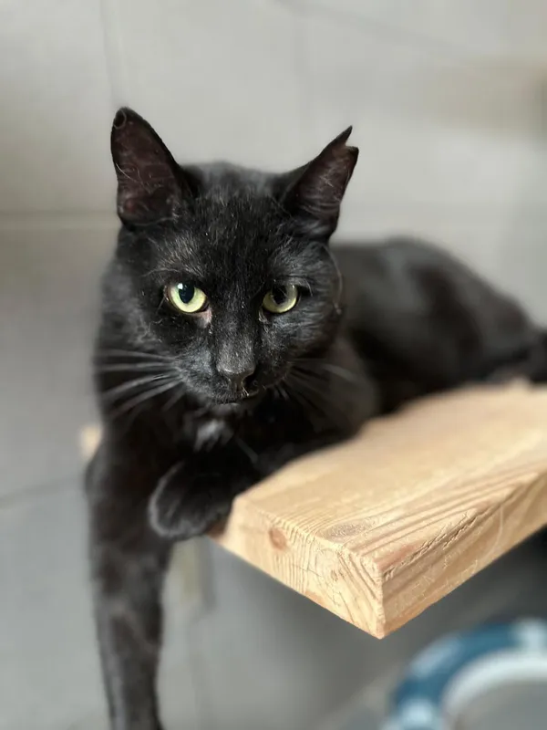 Kot do adopcji, Sopot, 5 czerwca 2025 (1/2)