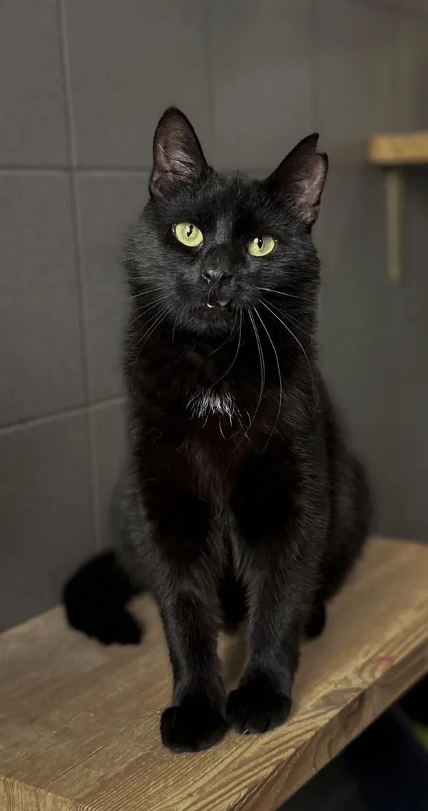 Kot do adopcji, Sopot, 5 czerwca 2025 (2/2)