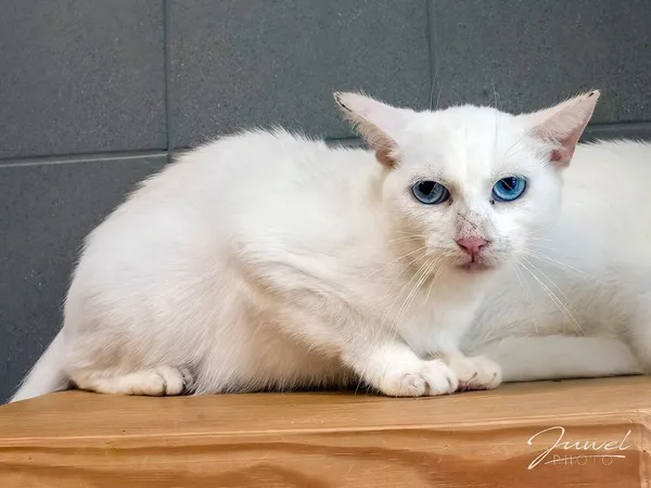 Kot do adopcji, Sopot, 5 czerwca 2025 (3/4)