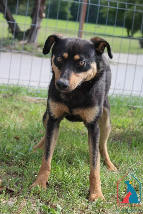 Pies do adopcji, Grudziądz, 26 maja 2025