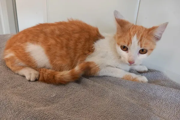 Kot do adopcji, Henrykowo, 29 kwietnia 2025