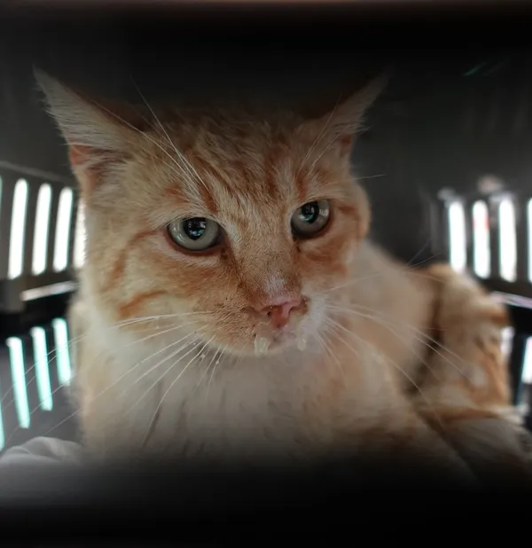 Znaleziono kota, Gdańsk, 5 czerwca 2025