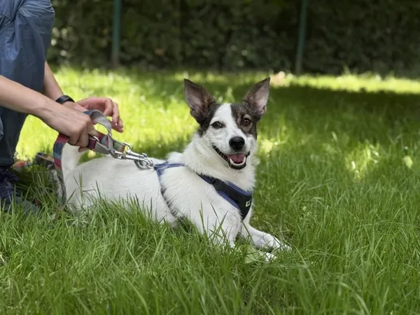 Pies do adopcji, Kraków, 22 maja 2025 (2/5)