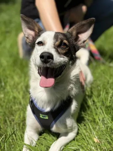 Pies do adopcji, Kraków, 22 maja 2025 (3/5)