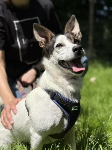 Pies do adopcji, Kraków, 22 maja 2025 (5/5)