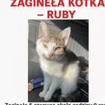 Zaginął kot
