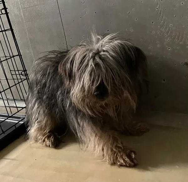 Znaleziono psa, Lublin, 4 czerwca 2025