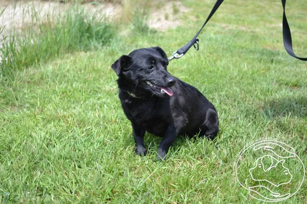 Pies do adopcji, Chełmek, 21 maja 2025