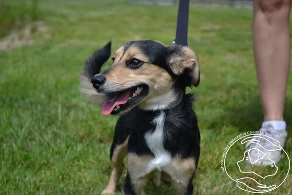 Pies do adopcji, Chełmek, 21 maja 2025