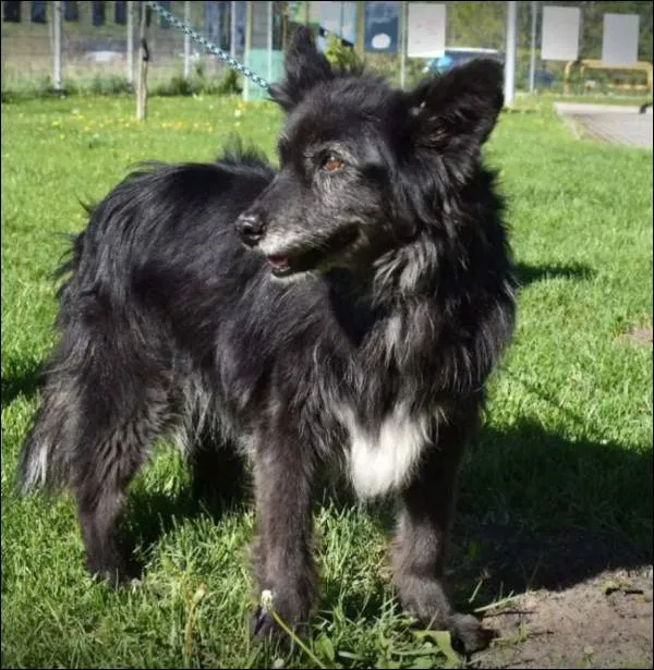 Znaleziono psa, Grudziądz, 2 lipca 2018