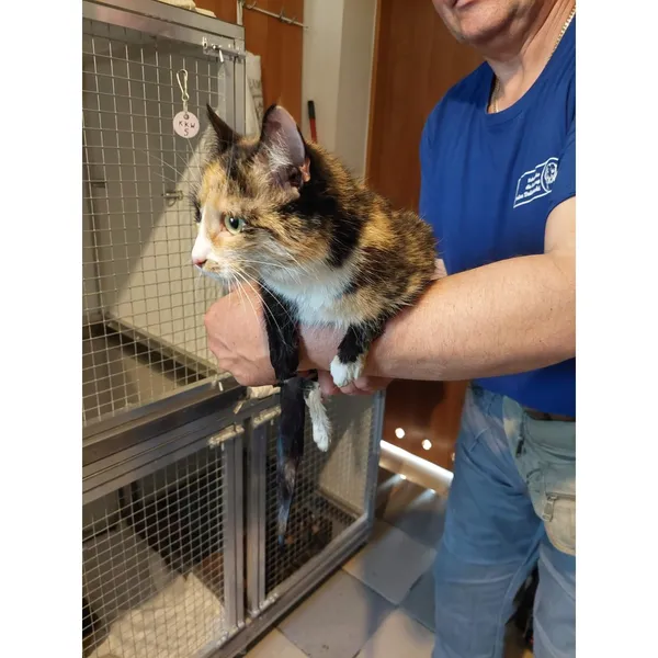 Znaleziono kota, Białystok, 5 czerwca 2025