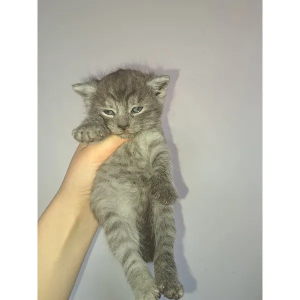 Znaleziono kota, Białystok, 2 czerwca 2025